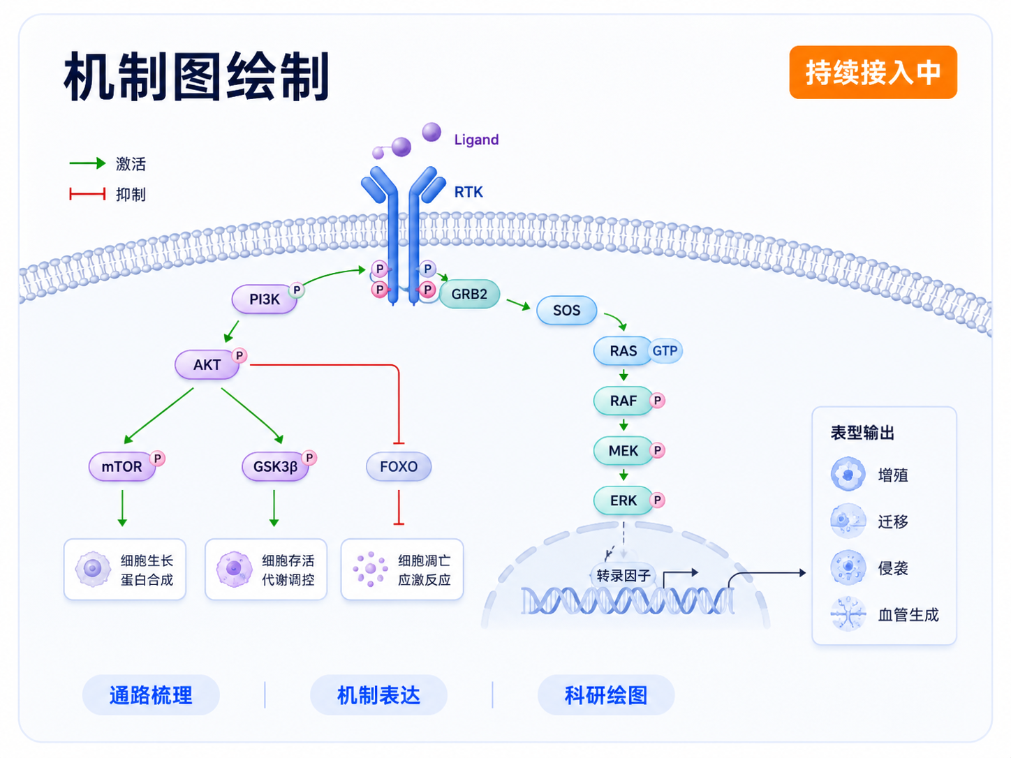 机制图绘制:通路梳理、机制表达与科研绘图,能力持续接入中